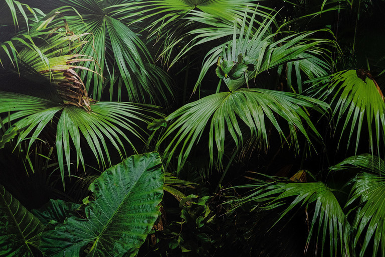 Jungle